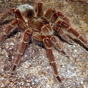 MF Lagertha - Theraphosa blondi (Goliath Birdeater)