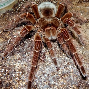 MF Lagertha - Theraphosa blondi (Goliath Birdeater)