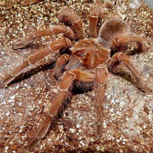 I.M. Floki - Theraphosa blondi (Goliath Birdeater)