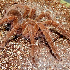 I.M. Floki - Theraphosa blondi (Goliath Birdeater)