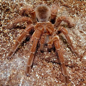 I.M. Floki - Theraphosa blondi (Goliath Birdeater)