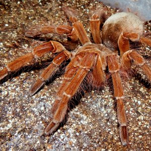 MF Aslaug - Theraphosa blondi (Goliath Birdeater)