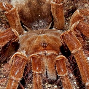 MF Aslaug - Theraphosa blondi (Goliath Birdeater)