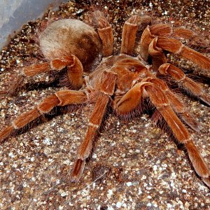 MF Aslaug - Theraphosa blondi (Goliath Birdeater)