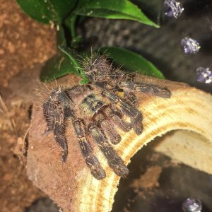 P ornata "Hissy"