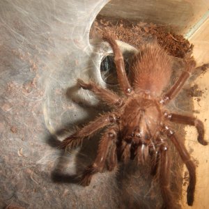 Thrigmopoeus truculentus - Ratta