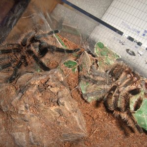 Brachypelma albopilosum - Tinto