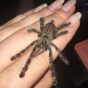 P ornata "Hissy"