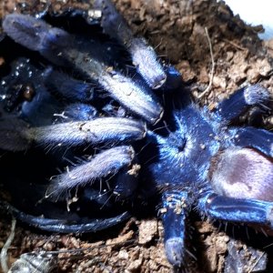 t. Psychedelicus (Indian Rainbow/LSD Tarantula)