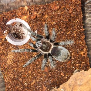 B albopilosum "Sue"