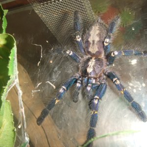 Poecilotheria metallica - Trip