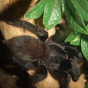 Lampropelma sp. Borneo Black - Sable