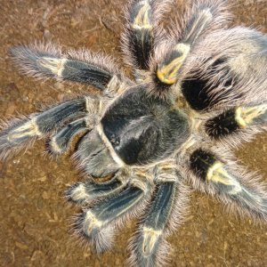 Mature female G. pulchripes