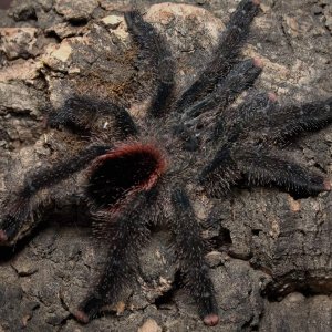 Avicularia juruensis morphotype #2