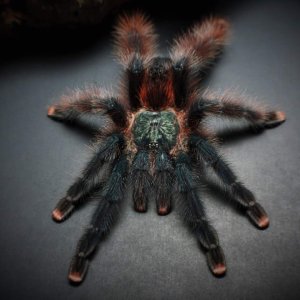 Avicularia avicularia morphotype #1