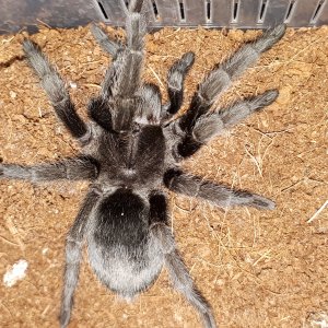 G. pulchra