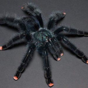 Avicularia avicularia