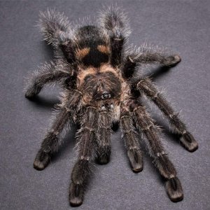 Avicularia purpurea