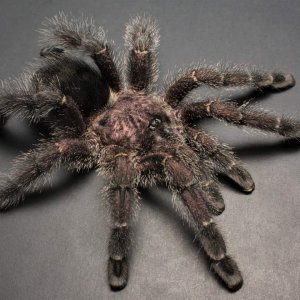 Avicularia purpurea