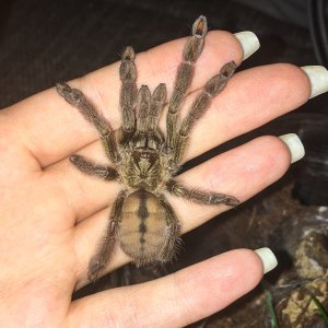 P cambridgei "Angel"