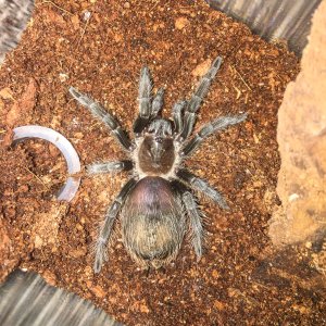 B albopilosum "Sue"