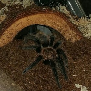 B.albopilosum