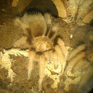 A.chalcodes.
