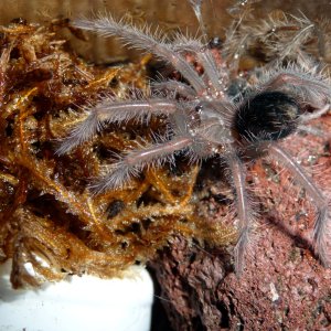 Xenesthis intermedia 3i; 1.5" DLS; molt date 5-25-17