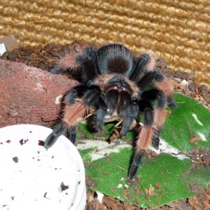 Brachypelma emilia; DLS 2.5"; molt date 5-21-17