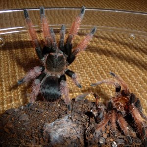 Brachypelma klaasi; 3" DLS; molt date 5-26-17