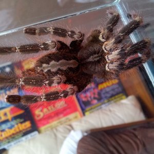 C Lee............P smithi