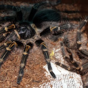 G. Pulchripes, 5 days after molt.