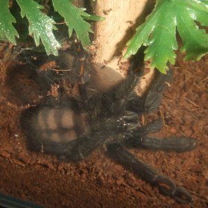 Psalmopoeus irminia - Sierra