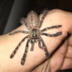 P ornata "Hissy"