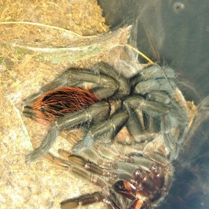 B.vagans freshly molted.