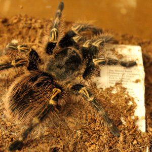 G. Pulchripes