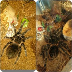 Lp before and after molt.