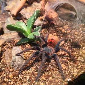 GBB