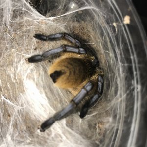 H pulchripes