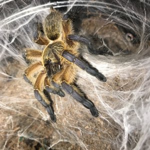 H pulchripes