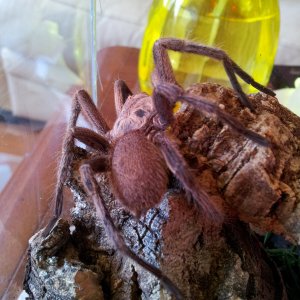 Charlie 1. MM Chilobrachys Dyscolus  sp Blue