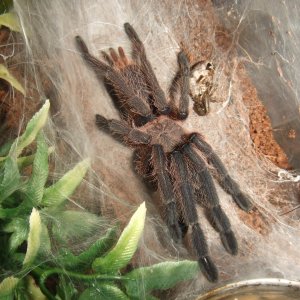 Chilobrachys sp. Kaeng Krachan - Tahm