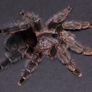 Avicularia merianae