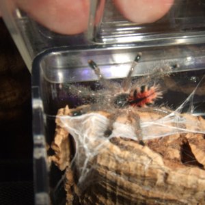 Avicularia sp. Peru purple - Chimu