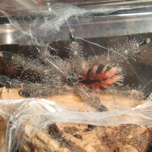 Avicularia sp. Peru purple - Chimu