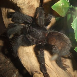 Lampropelma sp. Borneo Black - Sable