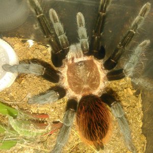 B.vagans