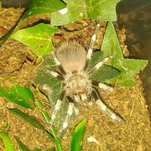 N.chromatus