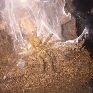 OBT