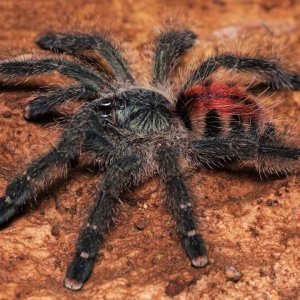 Avicularia variegata